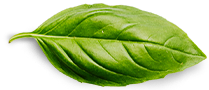 basil leaf 1 1